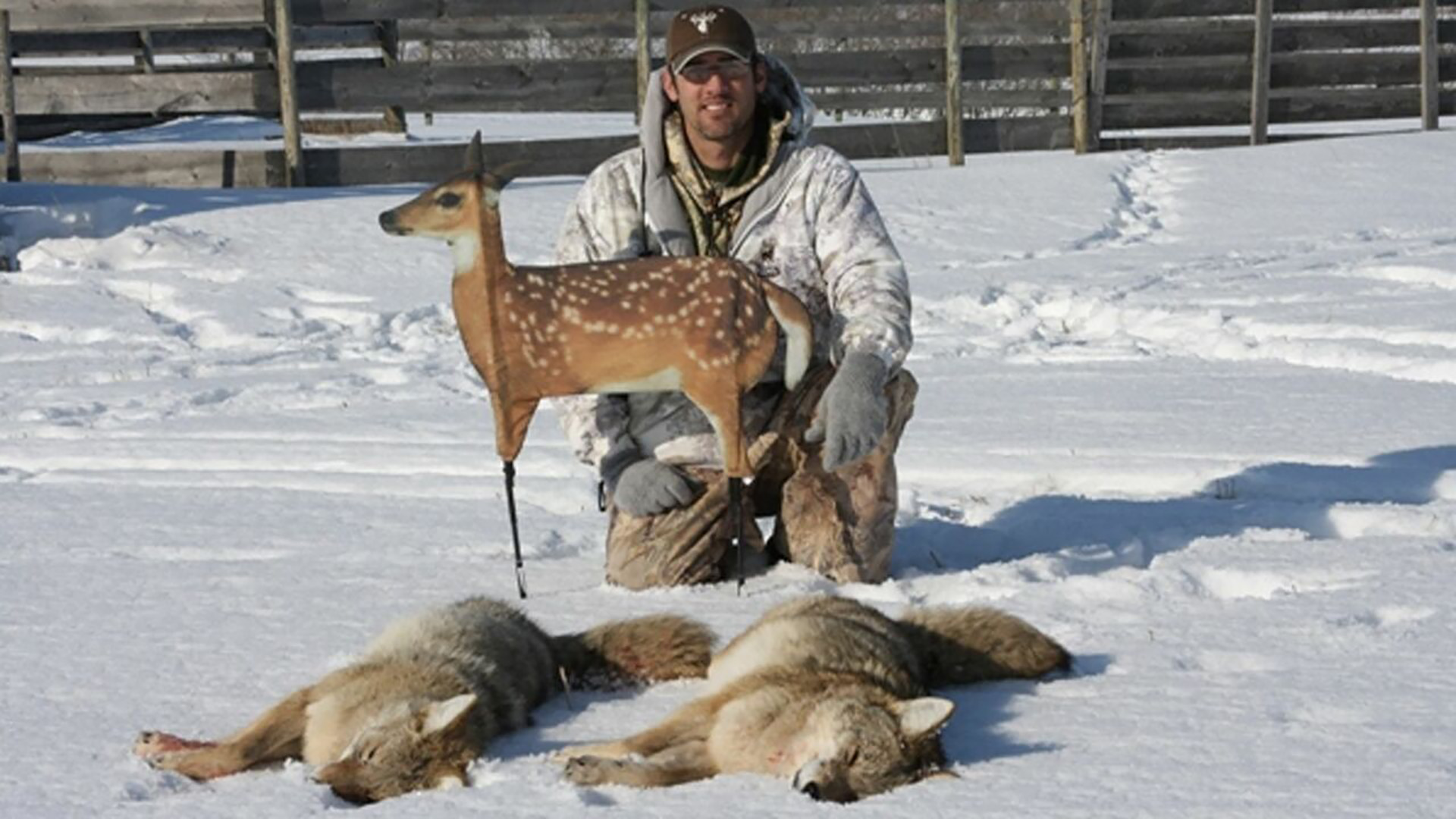 Fawnzy predator decoy paired with a distress call can help hunters kill more coyotes.