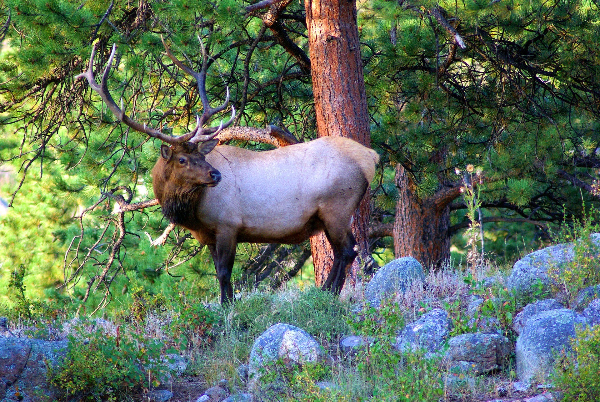 Understanding the elk sounds of the season will give you a leg up when you head to the woods this fall.