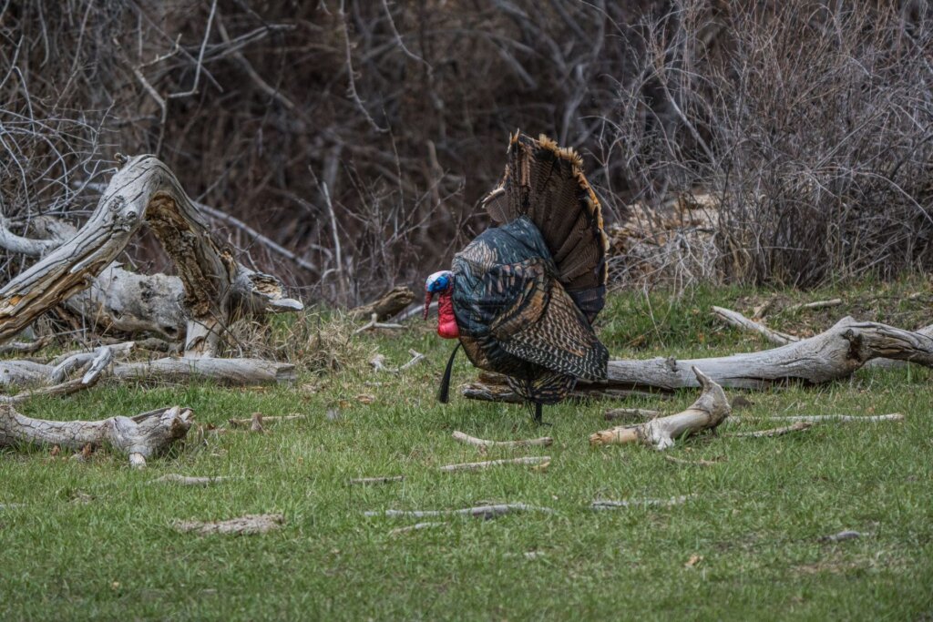 Using a turkey reaping decoy can increase your chances of success this spring.