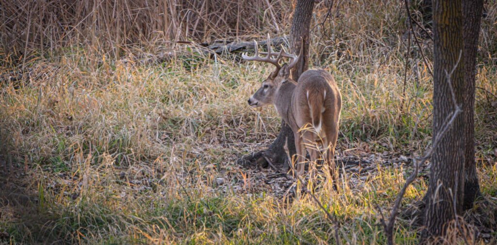 As bucks establish dominance during the pre rut, using the tarsal gland of a lesser deer could bring him charging in to investigate.
