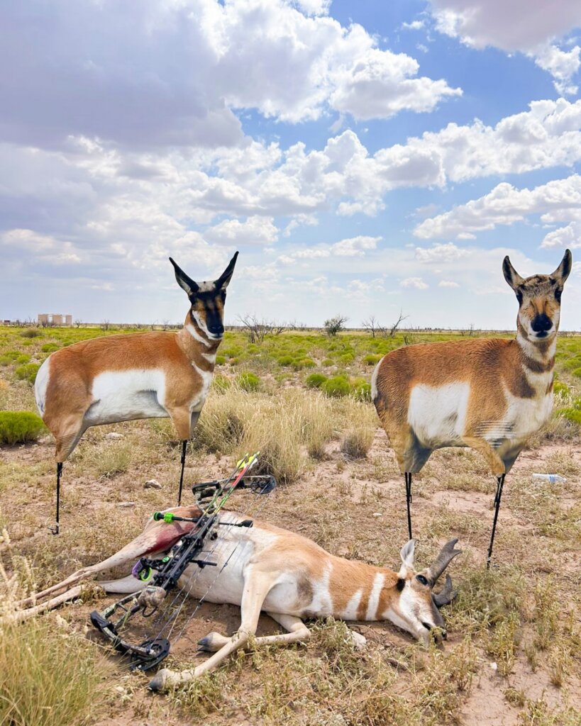 Antelope decoys in the wild.