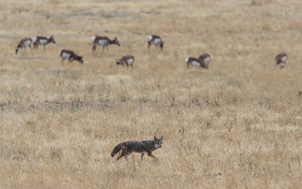 You can be successful in hunting coyotes anytime; however, you can increase your chances with a few pivotal tactics and learning the best time to hunt coyotes. Coyotes are opportunistic predators, hunting anything they can and harming game and livestock populations.
