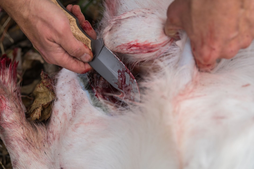 A good knife is the most crucial component to field dressing a deer.