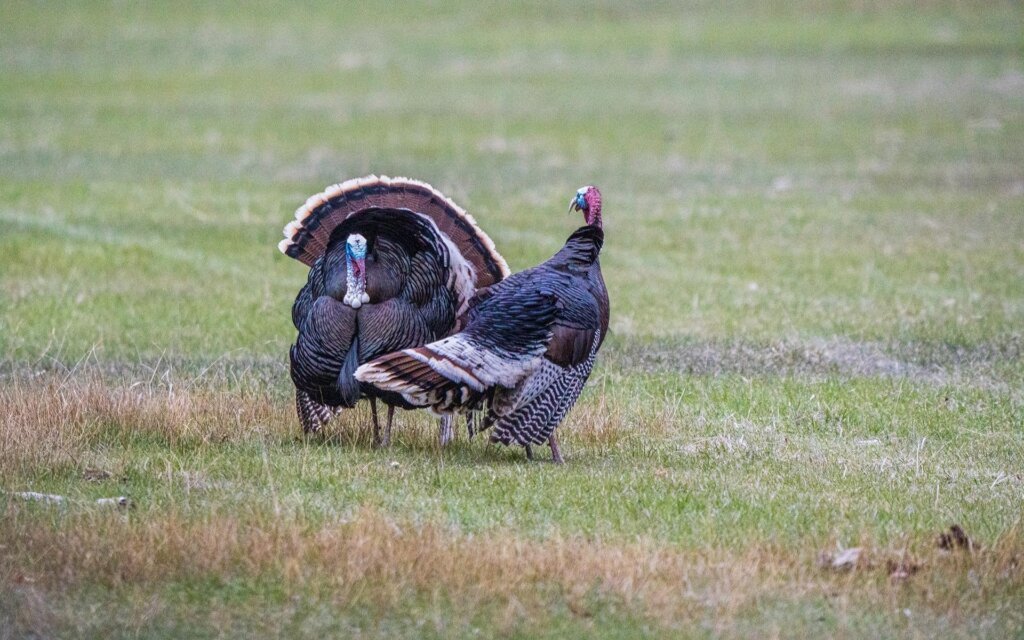 Don’t feel like you must be up and at ‘em well before the sun when May arrives. Use the middle of the day as your ally. Walk slowly and softly with your head on a swivel at all times. You never know when that last gobbler of the season will be over the next hill.