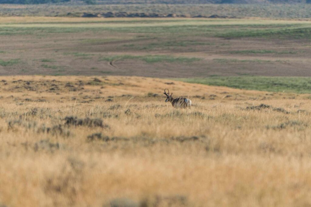 Antelope, also known as pronghorns, are commonly found in western states in the shortgrass prairies east of the Rocky Mountains.