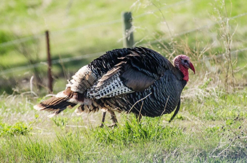 Merriam's wild turkeys breed in mid-March and April.
