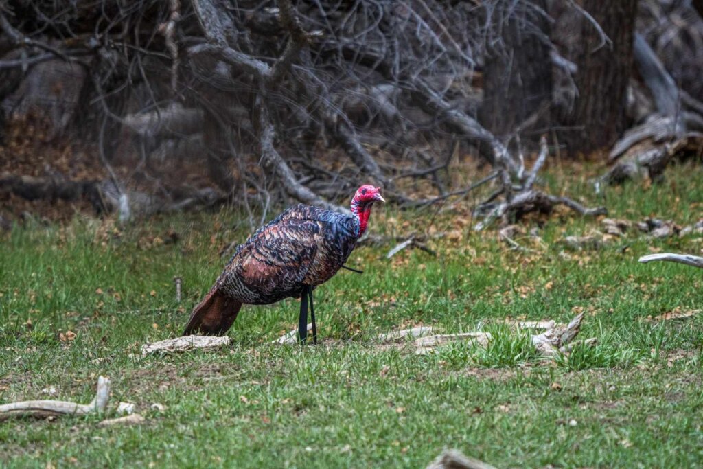 When gobblers stop responding to a strutting tom decoy, switch over to a jake.