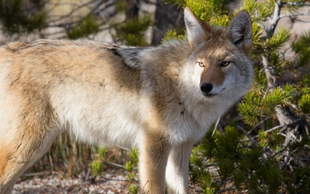 Coyote during the day.