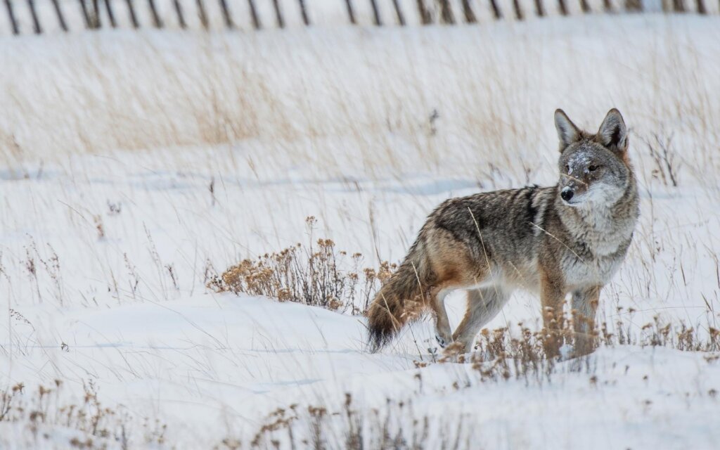 You can be successful in hunting coyotes anytime; however, you can increase your chances with a few pivotal tactics and learning the best time to hunt coyotes. The cold weather will prompt the coyotes to move about during the day in winter months.