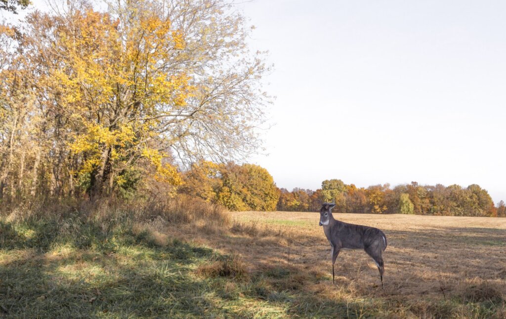 A decoy can helps draw deer closer to your setup.