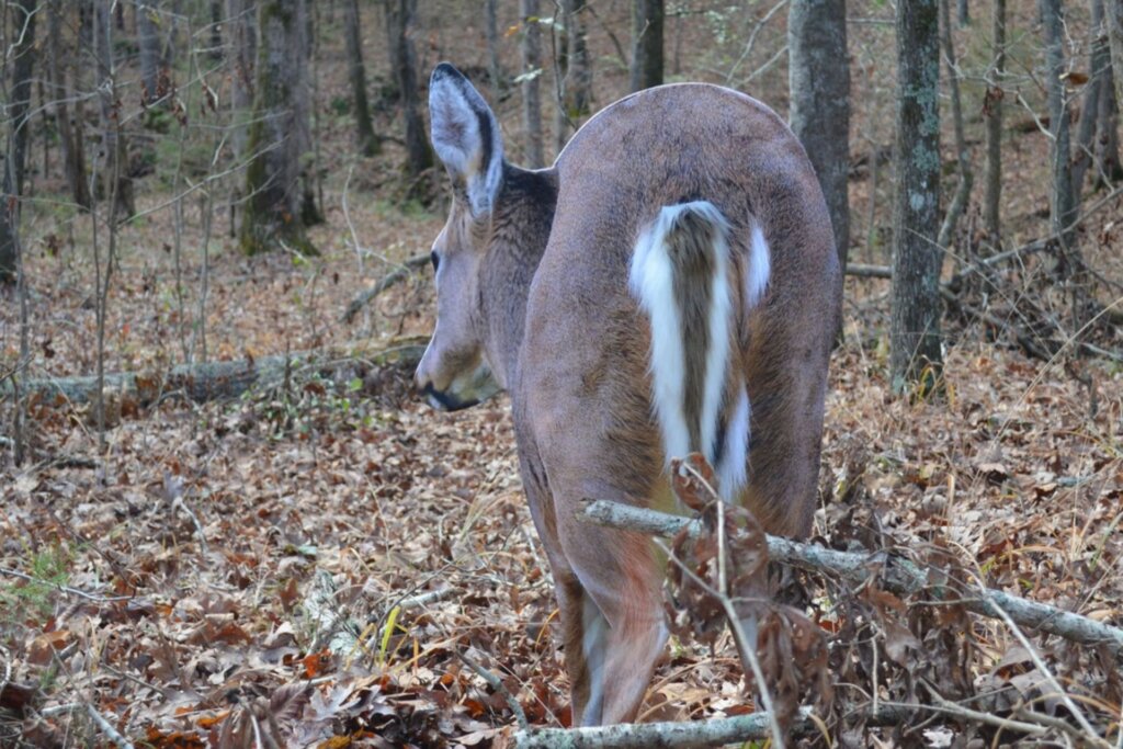 Must-Have Gear for Tree Saddle Hunters Something as simple as a decoy gives deer a visual to come and check out.