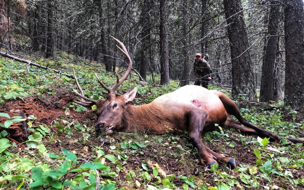 Nearly 1,000 feet of ascension helped Kayser separate himself from the crowds to take this general unit bull.
