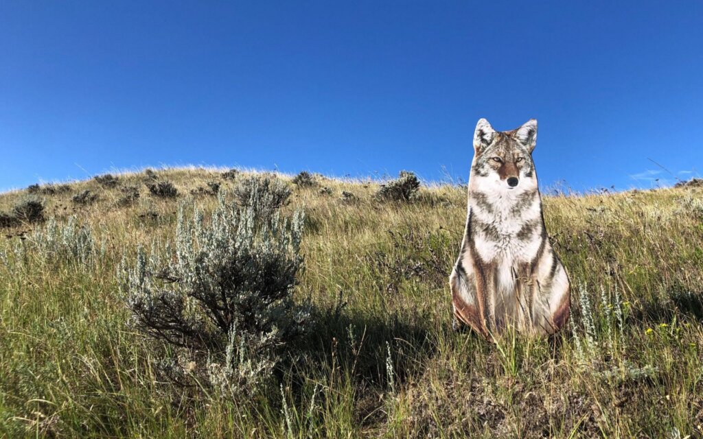 Decoys, calls, and scents all help when you separate yourself from the normal elk hunting crowd. The Montana Backcountry Elk Decoy is lightweight and easy to set up.