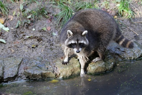 Raccoons have human-like dexterity.