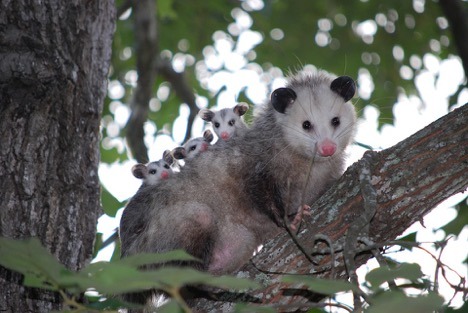 Opossums average a dozen young per litter.