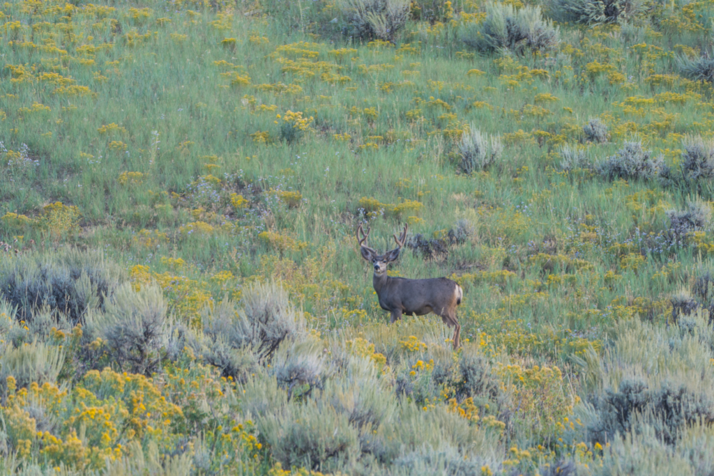 Mule deer rely on streams, lakes, and grassy areas for water and vegetation.