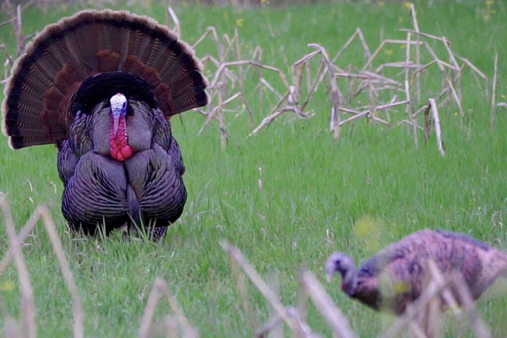 This gobbler flew straight out of his roost tree and walked right up to Miss Purrfect. 