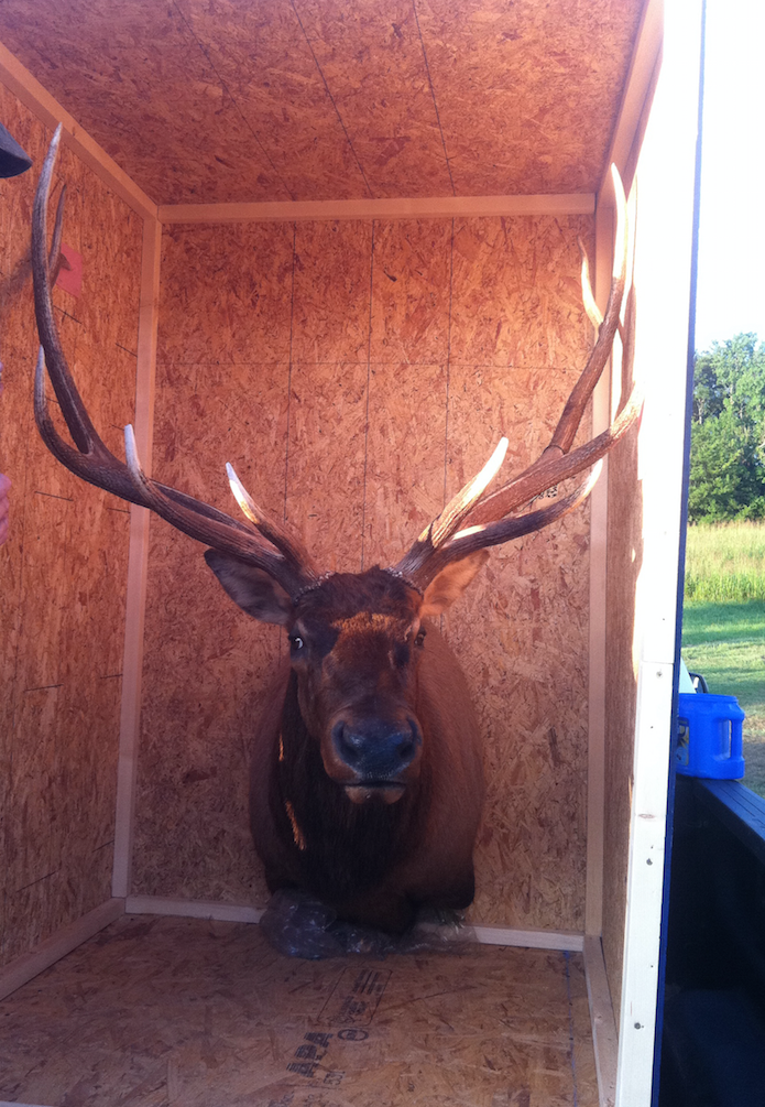 The bull arrived in a crate large enough that it was turned into a shooting house.