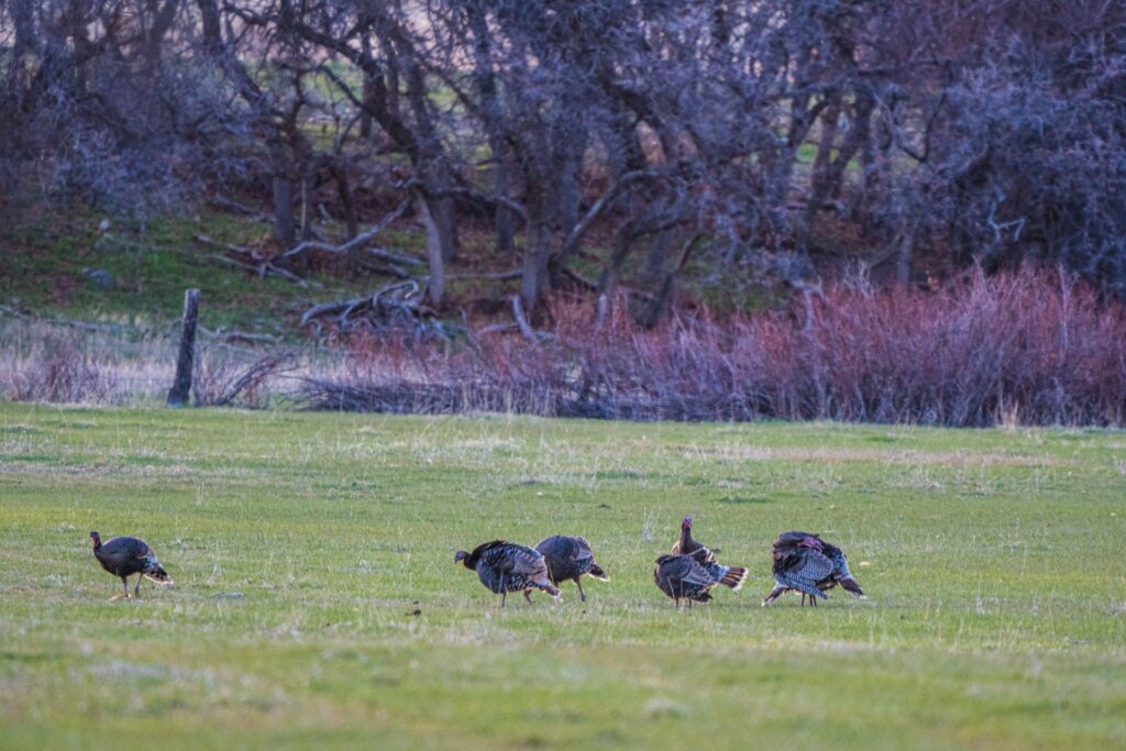 Understanding turkey behavior patterns is the key to going home with a punched tag.