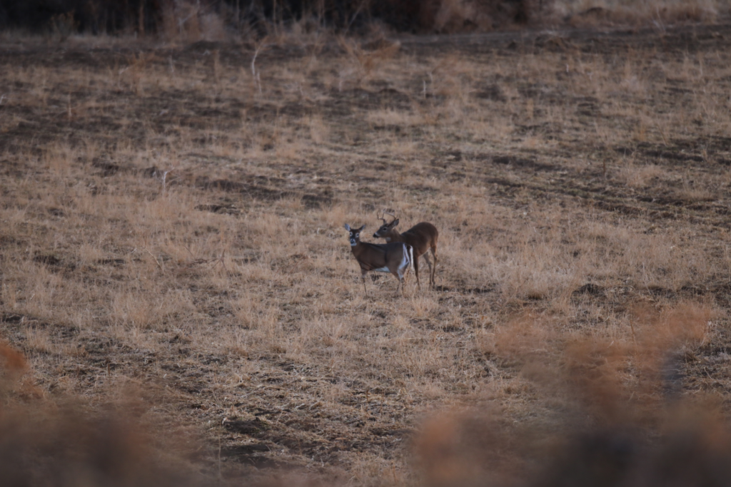 Consider using a decoy to draw the attention of deer away from you while you wait for the perfect shot.